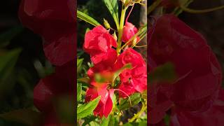 Impatiens balasmina ❤️🌸 shorts youtubeshorts impatience flowers nature 🌿🍃 [upl. by Nadia]