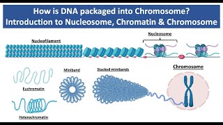 How is DNA Packaged into Chromosome  Introduction to Nucleosome Chromatin amp Chromosome [upl. by Gherlein758]