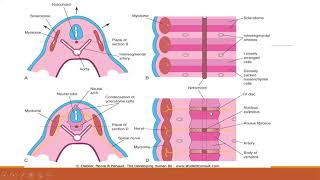 development of vertebral column [upl. by Nahej679]