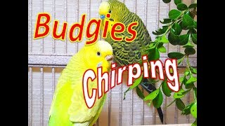 Happy summer budgies songs for your budgies to sing along 18 Hr Parakeet songs [upl. by Dorolisa]