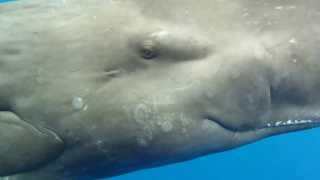 Eye to Eye with a Sperm Whale [upl. by Herzberg]