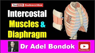 Intercostal Muscles and Diaphragm Dr Adel Bondok [upl. by Ellehcal]