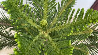 Araucaria Norfolk Island Pine Tree [upl. by Mert]