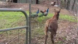 Peacocks dance and baby donkeys prance [upl. by Schofield]