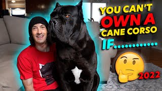 Why You CANT Just Own a Cane Corso [upl. by Lenroc]