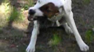 Dog eating bird alive  Parson Russell terrier [upl. by Aneeres]