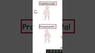 Cephalocaudal and Proximodistal 2023 ctet ctet2023 cdp [upl. by God]