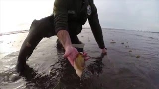 Digging Razor Clams in Washington [upl. by Dao]