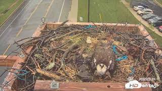 2018  Severna Park Osprey  2nd Hatch [upl. by Pylle]