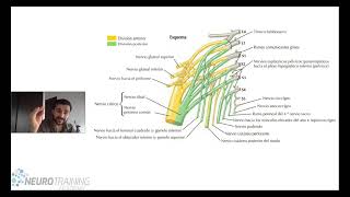 PLEXO LUMBOSACRO ANATOMIA FACIL [upl. by Verene422]