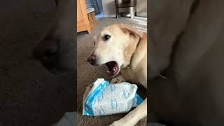 Dog Doesnt Want Help Opening Package [upl. by Anidene21]