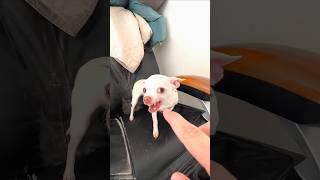 Kuchi Puchi with Chihuahua puppies 😍😍trending viralvideo viralshort explore Please Subscribe [upl. by Niwle192]