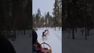 Huskies in Lapland part 2 travel christmas laplandfinland [upl. by Eden]