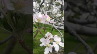 Apple orchards in Full Bloom [upl. by Yeruoc]