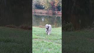 Wolfhound in the wild… irishwolfhound [upl. by Divaj]