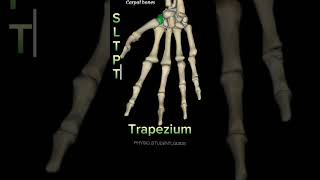 Carpal bones carpal carpalboneanatomy carpalbones anatomy [upl. by Edgard280]