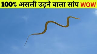 उड़ने वाला सांप Flying snake  Saamp  snake  saamp wala  saamp wala video  qt facts [upl. by Sosthena688]