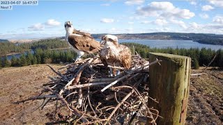 Kielder Ospreys Live Stream Nest 7 [upl. by Mahan677]