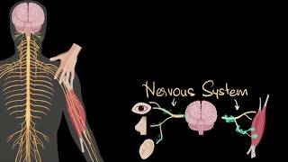 Nervous system central amp peripheral  Control amp Coordination  Biology  Khan Academy [upl. by Kurtis]