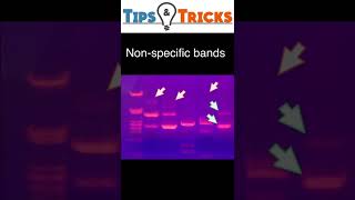 Gel electrophoresis  Non specific bands [upl. by Selmore]