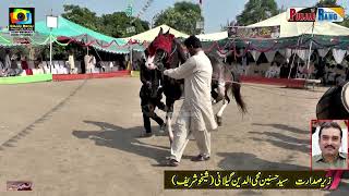 Horse Dance l Ata e Mola l Jugno l 30 September 2024 l Mehmood Pura Chak No 1 Nankana Sahib l Mal [upl. by Platas986]