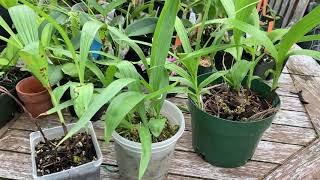 Update on Bletilla striata Ground Orchid Bulbs [upl. by Annoit]