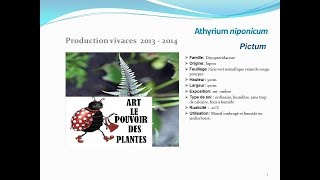 Athyrium niponicum Pictum plante vivace [upl. by Acalia]