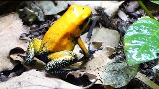 La rana mas venenosa del mundo Phyllobates terribilis orange rana dardo dorada [upl. by Aber]