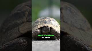 Amazing Interesting Facts About Galápagos tortoise  interesting facts animals [upl. by Siaht]