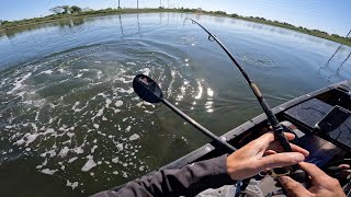 Whopper Ploppers for Shallow Water Striped bass Plus a Salt Pond Keeper Bass [upl. by Nigen]