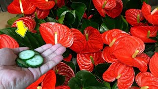 1 Slice Every Week Even The Weakest Anthurium Will Bloom Immediately [upl. by Anum962]