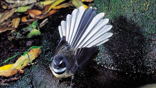 AUSTRALIAN Birds  Grey Fantail [upl. by Ahsemad]