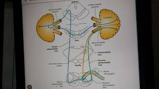 Spino cerebellar tract Anterior and Posterior [upl. by Elimac]