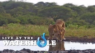 Vultures Giraffe Elephant amp Baboons  Live At The Waterhole [upl. by Harbison]