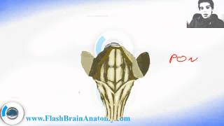 Brain Stem Anatomy With Cerebellum And Diencephalon [upl. by Auqenahc]