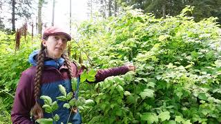 Lets ID goatsbeard Aruncus dioicus [upl. by Ferdie]