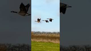 Three Canada Geese Flying Over Pasture In Slow Mo  RSPB St Aidan’s birds avian nature [upl. by Aninaj]