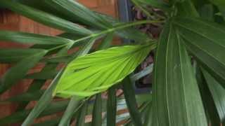 Areca Palm Houseplant  Dypsis Lutescens [upl. by Anitsuga]