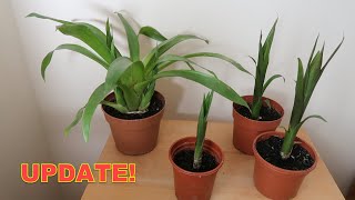 Bromeliad Propagation Update  Check Out These Guzmania Pups [upl. by Kcirdnekal]