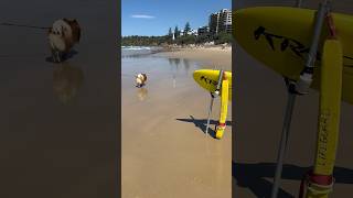 Day trip to Coolum Beach australia puppy qld beautiful cutedog 🐶 [upl. by Vanni]