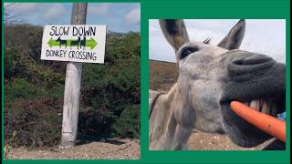 Bonaire 2017 George School Assembly Movie [upl. by Erodisi]