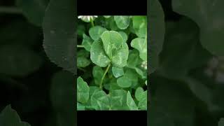 CLOVER photo collection page 26 Is it a oneleaf clover or a threeleaf clover [upl. by Lomaj]