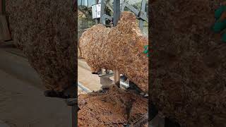 Camphor wood block slicing process [upl. by Bower672]