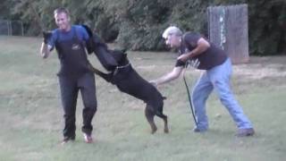 DOBERMAN SCHUTZHUND TRAINING SOLD [upl. by Dail]