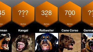 Dog Bite Force Comparison  Strongest Bite Force of Dogs [upl. by Rowan]