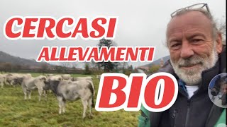 CERCASI ALLEVAMENTI BOVINI RAZZA PIEMONTESE CERTIFICATI BIO X INFO DEGIO 3296730110 [upl. by Sillig]