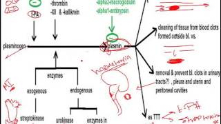 18 fibrinolytic System 10 1 [upl. by Wendelin]