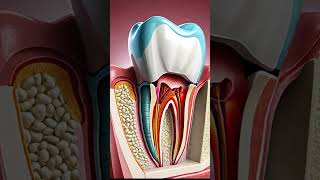 The Truth About Tooth Regeneration funfacts facts teeth shorts fypシ゚viral fyp dentalhealth [upl. by Seaver]