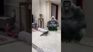 Cat Decides to Launch a Floating Gorilla 🐱🦍 [upl. by Hafeetal511]