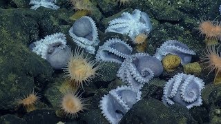 Massive Aggregations of Octopus Brooding Near Shimmering Seeps  Nautilus Live [upl. by Tracay]